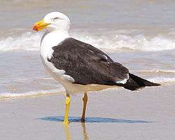 Pacific gull standing on beach