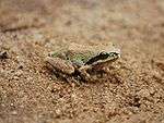 A light green and tan colored frog with a black stripe extending from its nose, across its eye, to its shoulder, set in light brown sand