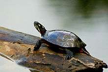 A painted turtle standing on a floating log