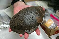  top turtle shell held for close up