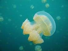 Photo of umbrella jelly in water