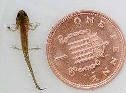 A newt larva with gills, fore- and hindlimbs beside a penny