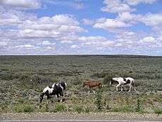 Horses graze on flat scrub land.