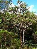 Pandanus montanus tree on Reunion Island