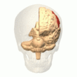 rotating 3D animation of the parietal lobe in human skull.