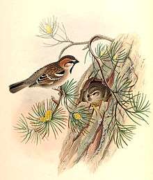 A male and a female saxaul sparrow at a nest in a pine tree, with the female in the nest, and the male perching on a branch