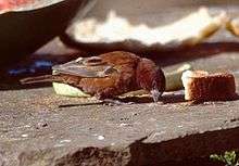 A small mainly chestnut coloured sparrow with a broad beak feeding on scraps of food placed on a stone slab
