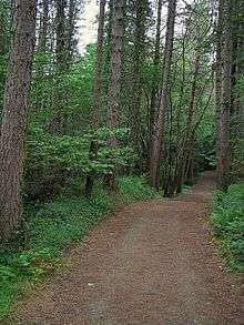 A pathway in a forest