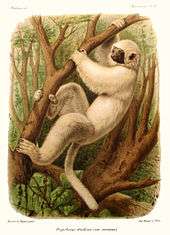 color drawing of silky sifaka; it is perched on a tree with both legs and arms grasping the limb and is half upside down.