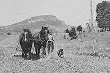Cattle dog walking beside a plough drawn by two horses