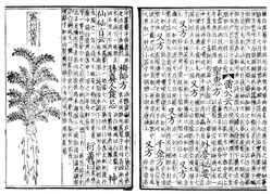 Two pages of a book printed on pieces of paper. On the left, half of the page is occupied by a line drawing of a plant. On the other half, as well as the whole of the right page, is vertically aligned text.