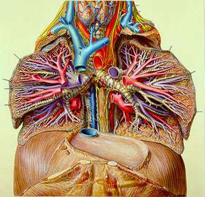 A painting of a cross-section of human lungs showing blood vessels and other parts in great detail and brilliant color