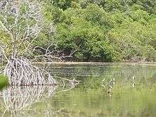A tropical salt pond surrounded by mangrove trees. Birds are in the pond.