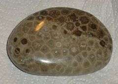 A polished brown pebble of petoskey stone showing the typically six-sided cellular structure from the fossilized coral.