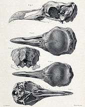 Skulls of a male and female solitaire in several views
