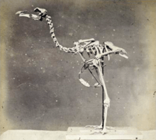 1870 photo of mounted solitaire skeleton