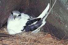 A long-tailed white bird with dark wings sits on a nest