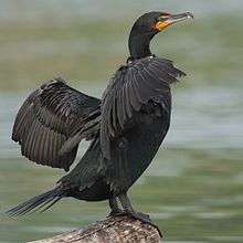 A large black bird with its wings extended, standing near water