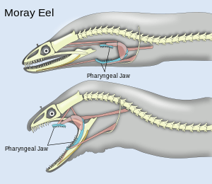 Two diagrams of head and spine, one showing the pharyngeal jaw at rest; the other showing the jaws extended into the mouth