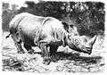Phil Rhinoceros.jpg