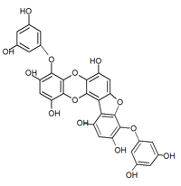 Chemical structure of phlorofucofuroeckol A