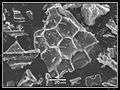 Phytolithes observés au Microscope Electronique à Balayage 01.jpg