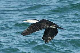 Pied cormorant in flight over the sea