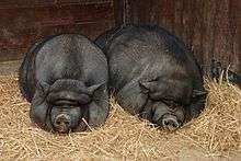 Two pot-bellied pigs sleeping