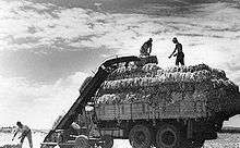 Men loading hay bales onto truck at a Kibbutz.