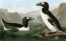 Two summer great auks, one swimming and facing right while another stands upon a rock looking left, are surrounded by steep, rocky cliffs.