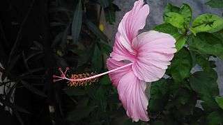 Pink Hibiscus at Sakherbazar ,Kolkata.jpg