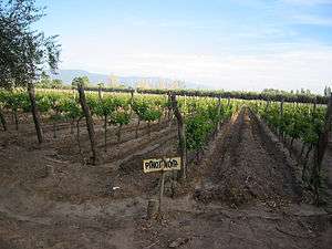 Pinot noir vines in the Southern Patagonia region, Argentina
