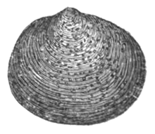 black and white drawing of outer surface of one valve of a clam