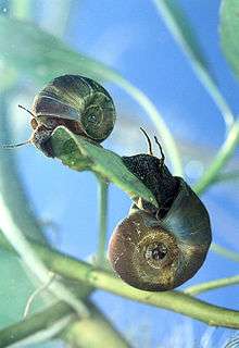 two snails crawling on submerged vegetation