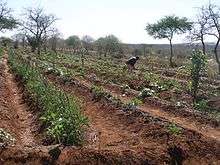 Rows of trees and crops planted by Trees 4 Children volunteers.