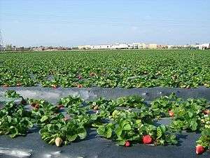 A large strawberry field with plastic covering the earth around the strawberry plants.