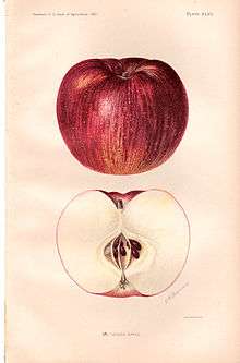 Illustration of red and green apple above, and a cross section of the same below.