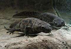 Two grey newts, taken from the front, under water, presumably in an aquarium