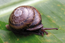 live brown snail with brown shell