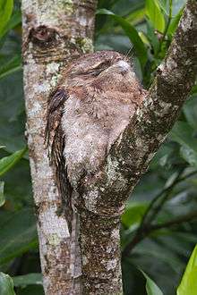 A Papuan frogmouth bird resembling a tree stump