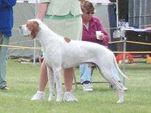 A mostly white medium size dog with a brown spot on its back and brown ears. It stands in a field next to a woman wearing pastal green clothing.