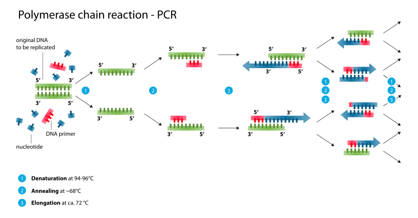 An infographic showing the replication process of PCR
