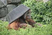 Captive orangutan "wearing" a plastic tub over its head