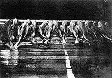 Black and white photo of a row of small sharks lying side-by-side on the deck of a fishing boat