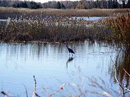 A Great Blue Heron Bird near Milton DE