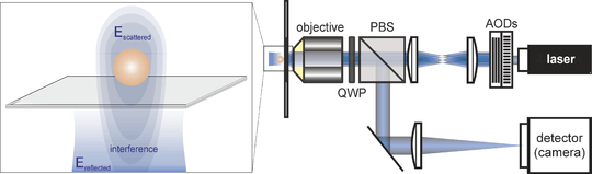  Principle of iSCAT detection and basic iSCAT setup. AODs, acousto-optic deflectors; PBS, polarizing beam splitter; QWP, quarter-wave plate.
