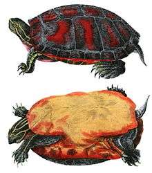 Northern red-bellied cooter(Pseudemys rubriventris)