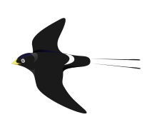large black swallow in flight with white rump and long tail streamers