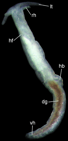 a white-beige slug
