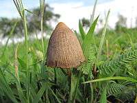 The mushroom Psilocybe mexicana